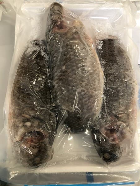 CÁ RÔ ĐỒNG