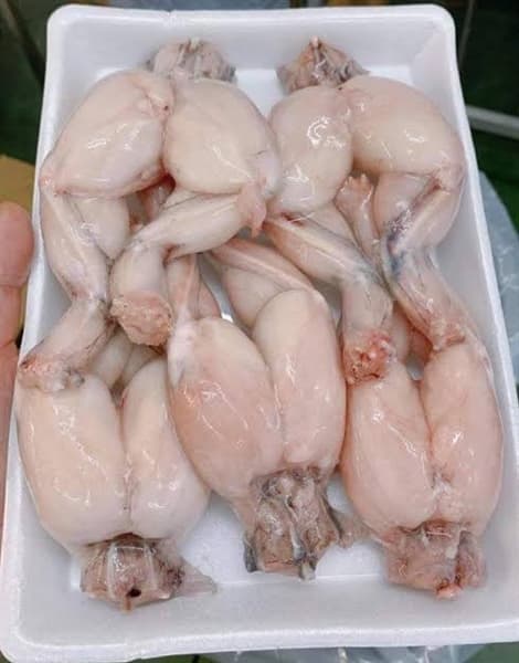 ĐÙI ẾCH